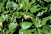 Dog tooth violet flowers