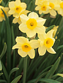 Daffodil 'Minnow' flowers