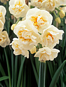 Daffodil 'Bridal Crown' flowers