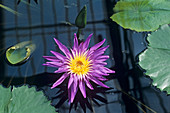 Water lily 'Midnight' flower