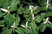 Small-flowered trillium flowers