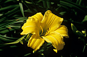 Day lily (Hemerocalis 'Eenie Weenie')