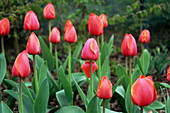 Tulipa 'Ad Rem' flowers