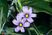 Sisyrinchium montanum flowers