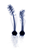 Hyacinths,X-ray