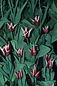 Tulip (Tulipa 'Rajka')