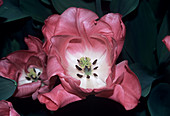 Tulip (Tulipa 'Lydia')