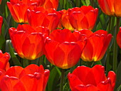 Tulip (Tulipa 'Orange Queen')