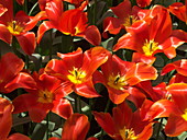 Tulip (Tulipa 'Typhoon')