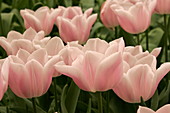 Tulip (Tulipa 'Gabriella')