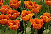 Tulip (Tulipa 'Cairo')