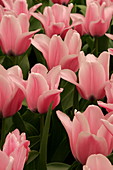 Tulip (Tulipa 'Capri Striped')