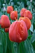 Tulip (Tulipa 'Prince Willem Alexander')