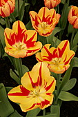 Tulip (Tulipa 'Linda de Mol')