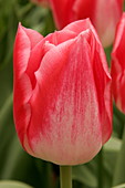 Tulip (Tulipa 'Garden Party')