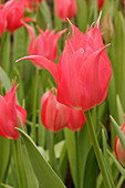 Tulip (Tulipa 'Synaeda Pink')