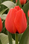 Tulip (Tulipa 'Red Smile')