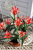 Tulip (Tulipa 'Pinocchio')