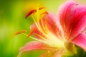 Pink oriental lily (Lilium sp.)