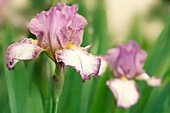 Bearded iris (Iris germanica)