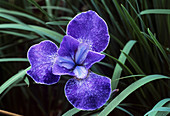 Siberian iris (Iris 'Nottingham Lace')