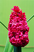 Double hyacinth 'Hollyhock'