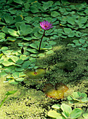 Lotus flower (Nelumbo sp.)
