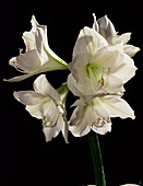White amaryllis (Amaryllis sp.)