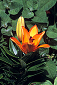 Daylily (Hemerocallis 'Orange Pixie')