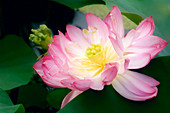 Lotus (Nelumbo pentapetala)