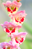Butterfly gladiolus