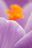 Crocus flower,close-up