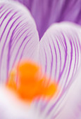 Crocus flower,close-up