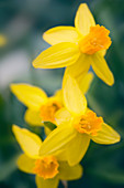 Daffodils (Narcissus sp.)