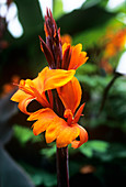 Canna lily 'Roi Humbert'