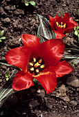 Tulip (Tulipa 'Red Riding Hood')