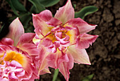 Tulip (Tulipa 'Peach Blossom')
