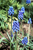 Grape hyacinth (Muscari armeniacum)