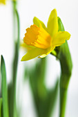 Daffodil (Narcissus 'Tete a Tete')