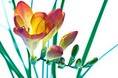 Freesia (Freesia sp.)