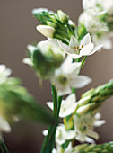 Ornithogalum thyrsoides 'Chincherinchee'