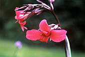 Canna lily (Canna x ehemanii)