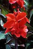 Canna lily 'Assaut'