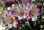 Peruvian lily (Alstroemeria 'Balance')