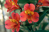 Peruvian lily (Alstroemeria 'Kristina')