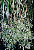 Spider plant (Chlorophytum comosum)
