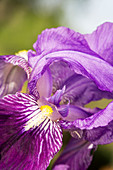 English iris (Iris latifolia)