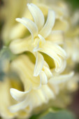 White hyacinth hybrid