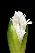 Young hyacinth flower