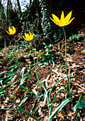 Tulips (Tulipa sylvestris)